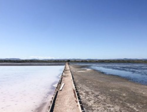 Cosa vedere vicino a Lisbona: Alcochete e i Fenicotteri